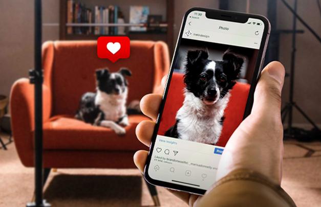 Dog on chair being photographed with a smartphone
